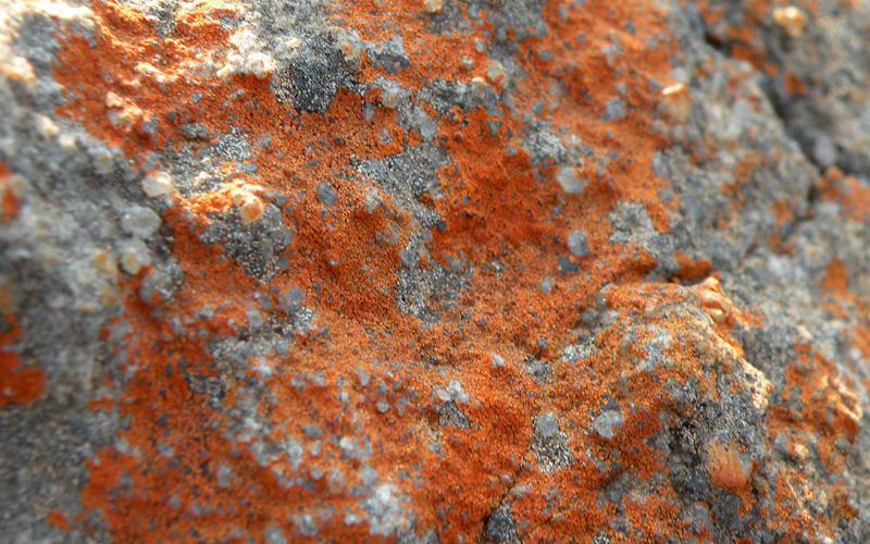 Lichen Trail in Sud Africa